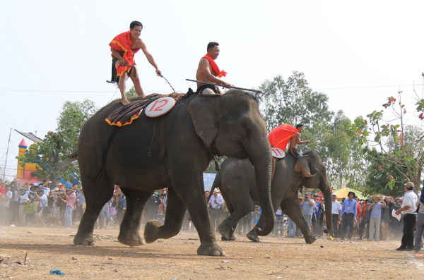 Lễ đua voi diễn ra sôi nổi với sự tham gia cổ vũ của hàng ngàn du khách trong và ngoài tỉnh