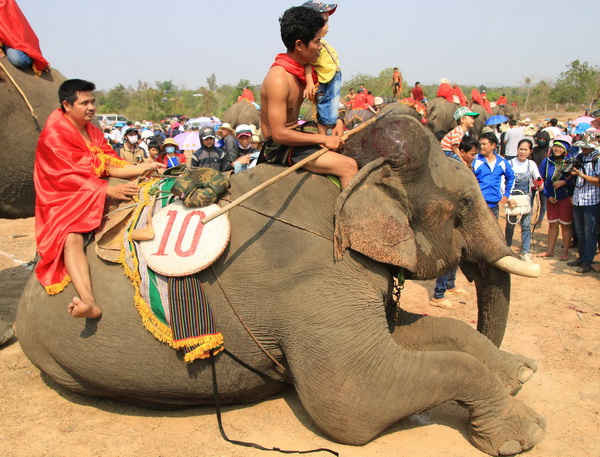 Nài voi Khăm Sinh cho voi nằm phục xuống đất để cảm ơn các khán giả đã cổ vũ nhiệt tình