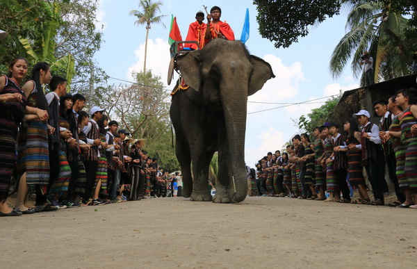 Sau chuyến tham quan, voi được tập trung về bến Tha Luống (xã Krông Na) để chuẩn bị thi bơi qua sông