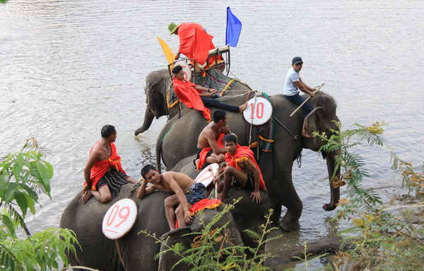Các nài voi và voi tranh thủ giải lao để chuẩn bị thi bơi vượt sông