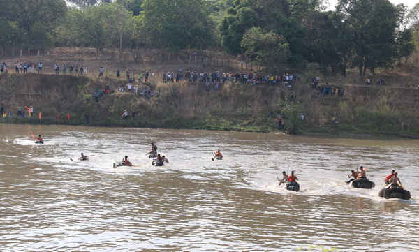 Phần thi voi bơi vượt sông Sê-rê-pốk gay gấn, hấp dẫn