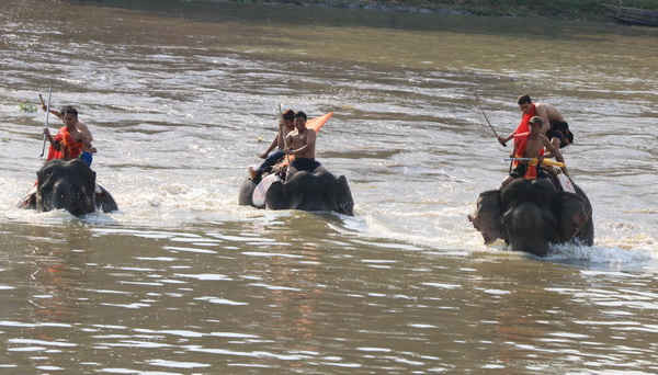 Phần thi voi bơi vượt sông Sê-rê-pốk gay gấn, hấp dẫn