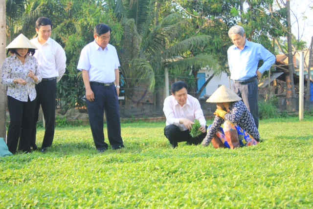 ĐBQH Vương Đình Huệ xuống đồng cùng với nông dân đang thực hiện mô hình rau an toàn VIETGAP tại Bình Định. 