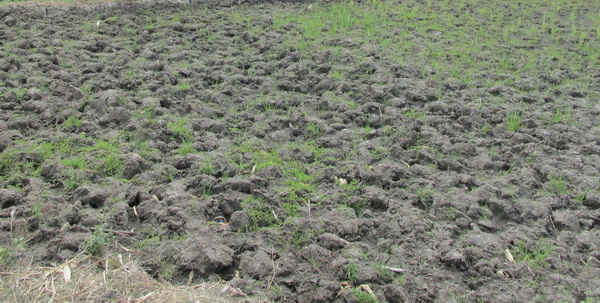 Nhiều diện tích đất trồng lúa bị hạn, không thể gieo trồng