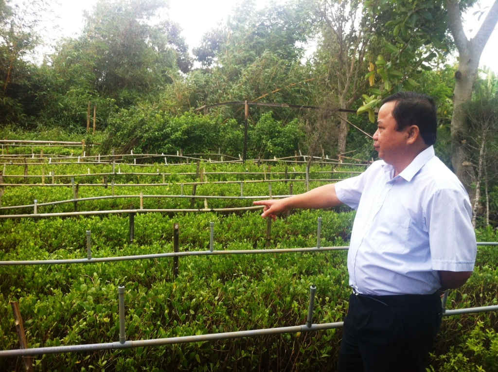 Ông Nông Viết Chung - Giám đốc Ban Quản lý Rừng Phòng hộ Môi trường và cảnh quan Dung Quất, một trong hai đơn vị tham gia dự án trồng rừng ngập mặn ở khu vực sông Đầm cho biết: Dự án được thực hiện từ tháng 10/2014, đến nay đơn vị đã trồng được gần 25ha đước