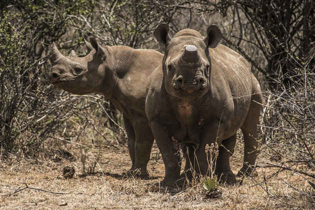 Một cặp tê giác đen bị săn trộm sừng ở Nam Phi vào ngày 4/12/ 2015. 