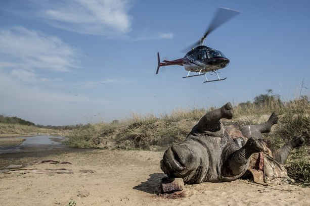 Sừng tê giác bị tịch thu bởi một vụ buôn lậu tại Thái Lan vào năm 2014. Ảnh : AP