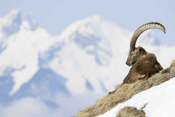 Một con nam dương nằm trên núi Le Chamossaire trong dãy núi Alps của Thụy Sĩ. Ảnh: Anthony Anex / AP