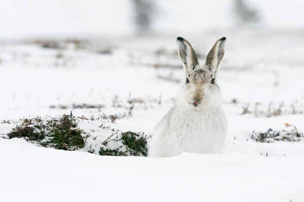 Một con thỏ rừng ngồi trong tuyết ở Thung lũng Findhorn, Inverness-shire, Scotland. Ảnh: John Potter / Alamy