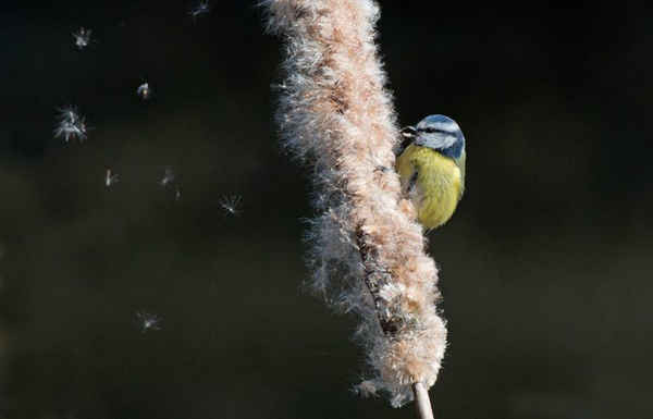 Một chú chim sẻ ngô ở Tây Sussex, Vương quốc Anh. Ảnh: Lisa Geoghegan / Alamy
