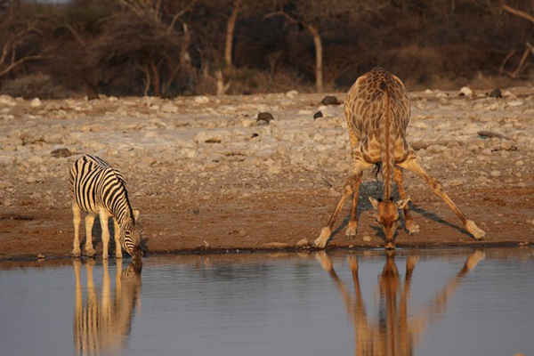 1 con ngựa vằn nhỏ và 1 con hươu cao cổ uống nước trong công viên quốc gia Etosha ở Namibia. Ảnh: Dirk Ruter / Barcroft Media
