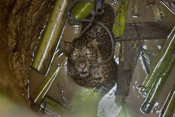 Một con báo rơi xuống giếng đang cắn một sợi dây thừng được nhân viên cứu hộ ném xuống để cứu nó ở Gauhati, Ấn Độ. Ảnh: Anupam Nath / AP