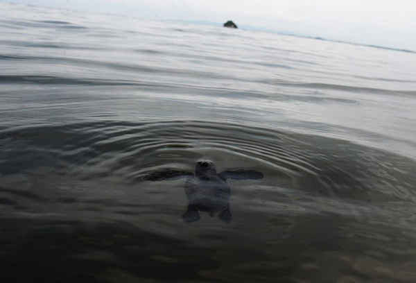 Một chú rùa con bơi sau khi được thả tại bãi biển Ujung Pancu ở Banda Aceh, Indonesia. Các nhà hoạt động môi trường địa phương tự nguyện chăm sóc chúng để duy trì môi trường sống của rùa, chống nạn săn trộm trứng. Ảnh: Chaideer Mahyuddin / AFP / Getty Images