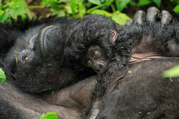 Một con khỉ đột con tựa đầu vào ngực mẹ trong công viên quốc gia Virunga ở Rwanda. Ảnh: Andy Rouse / Barcroft Media