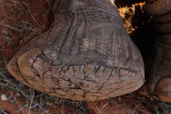 Bàn chân của một con voi dùng thuốc an thần được trang bị với 1 vòng đai theo dõi GPS tại công viên quốc gia Tsavo East ở Kenya. Sự liên doanh giữa cơ quan động vật hoang dã Kenya và tổ chức Save the Elephants nhằm giúp con người hiểu hơn về các tuyến đường di cư của động vật để thúc đẩy các phương pháp chống săn trộm và giảm xung đột  giữa con người và động vật. Ảnh: Daniel Irungu / EPA