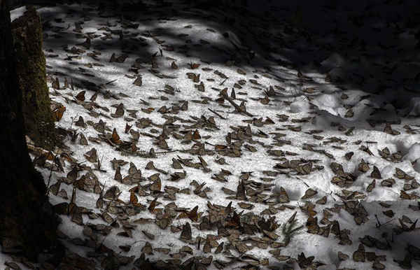 Bướm Monarch bị kẹt trong một cơn bão tuyết hiếm hoi ở Michoacán, Mexico. Nhiều con bướm ngủ đông này đã chết sau khi bị gió đông hủy hoại. Ảnh: Enrique Castro / AFP / Getty Images