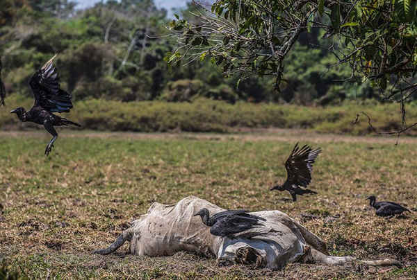Kền kền đen bay quanh 1 con bò chết trong đợt hạn hán nghiêm trọng ở La Mojana, Colombia. Khu vực này thường được biết đến với đầm lầy và đất ngập nước, bị ảnh hưởng bởi El Nino, sự nóng lên toàn cầu và sự lạm dụng tài nguyên nước. Ảnh: Joaquin Sarmiento / AFP / Getty Images