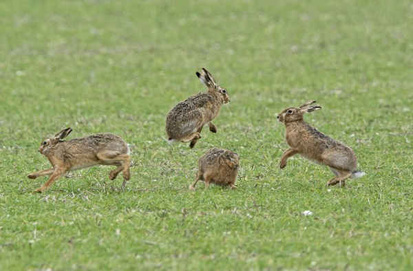 Thỏ nâu rừng ở Norfolk, Anh “đấm bốc” để biểu hiện thỏ cái chưa sẵn sàng giao phối. Ảnh: David Tipling / REX / Shutterstock