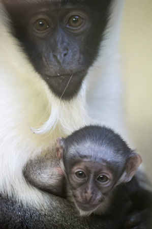 Khỉ con roloway 2 tuần tuổi, 1 trong 25 loài linh trưởng nguy cấp nhất trên thế giới cuàng với mẹ của nó, Nyaga tại vườn thú Mulhouse ở Pháp. Ảnh: Sebastien Bozon / AFP / Getty Images