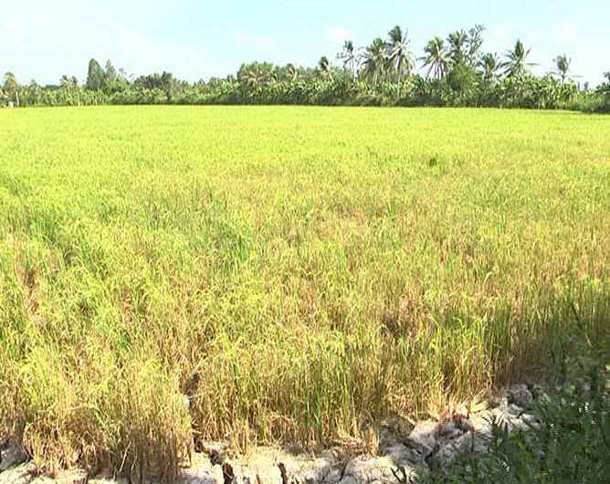 Nhiều diện tích lúa ở Cà Mau đang chết dần vì khô hạn
