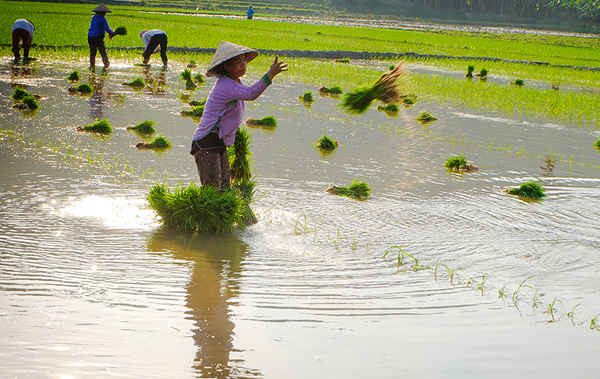 Có mưa bà con nông dân vùng thấp Lào Cai dồn sức ra đồng cấy lúa xuân 2016 cho kịp thời vụ.