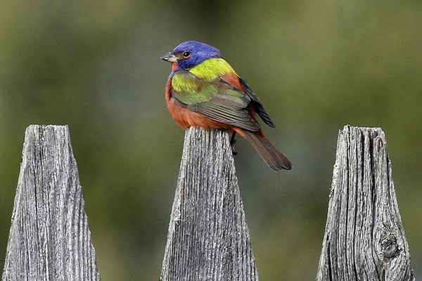 1 chú chim sẻ đất quý hiếm ngồi trên hàng rào tại Pittsfield, Vermont, Mỹ. Loài chim này thường được ví như 