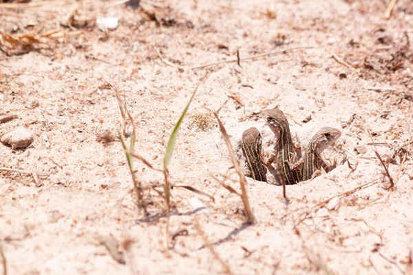 Chi nhông cát ở Thái Lan. Ảnh: Paitoon Youlike / Alamy