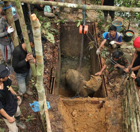 Lần đầu tiên trong 40 năm qua, tê giác Sumatra được nhìn thấy ở Indonesia Borneo. Ảnh: Ari Wibowo / WWF