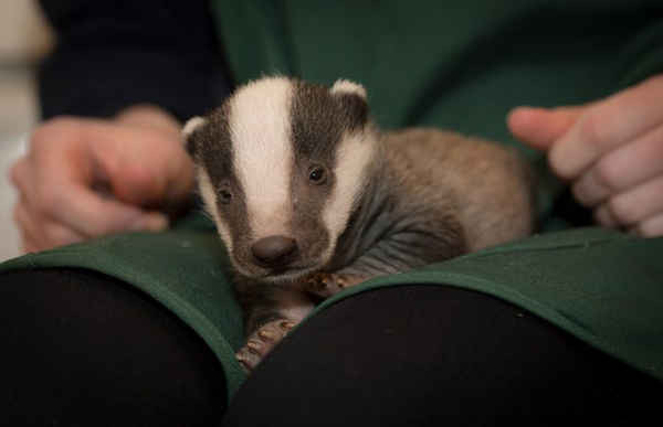 Một con lửng bé bỏng trước ống kính máy ảnh ở Somerset, Anh. 1 trong 3 con lửng đang được nuôi dưỡng khỏe mạnh trở lại tại Đội cứu hộ Bí mật động vật hoang dã thế giới sau khi bị lửng mẹ bỏ rơi. Ảnh: Victoria Hillman / Barcroft Media
