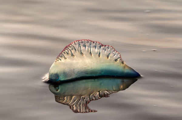 Loài sứa lông châm nổi trên biển lúc hoàng hôn ở Galveston, Texas, Mỹ. Ảnh: Ivan Kuzmin / Alamy