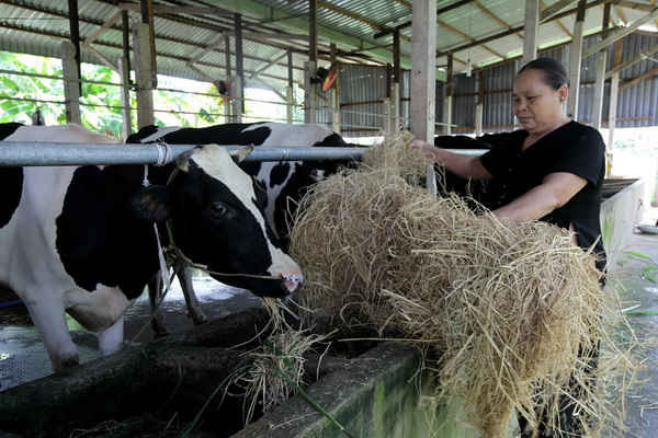 Sau hơn 1 tháng triển khai chương trình cung cấp cám hỗn hợp trực tiếp, nhiều hộ chăn nuôi bò sữa ở Củ Chi (TP.HCM), Long An, và Tiền Giang tham gia chương trình đã gửi những thông tin tích cực về Vinamilk. 