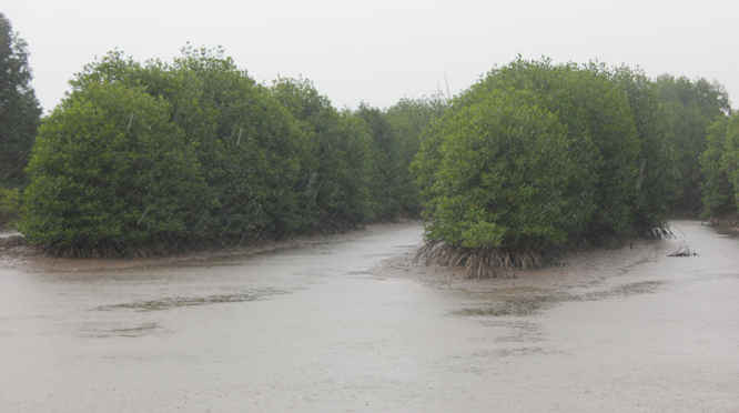 Rừng ngập mặn phải bảo vệ theo Công  ước Ramsar