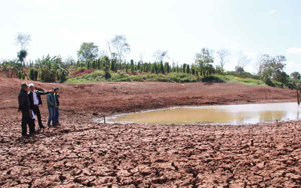 Nhiều hồ chứa thủy lợi trên địa bàn tỉnh Đắk Lắk đã hoàn toàn khô cạn. 