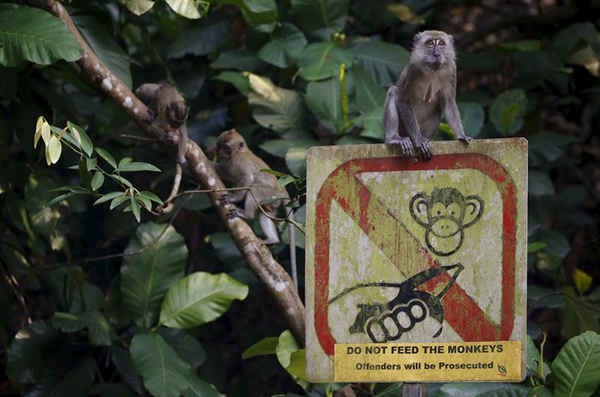 Một con khỉ ngồi trên biển báo yêu cầu khách du lịch không cho khỉ ăn tại cổng khu bảo tồn MacRitchie, Singapore. Kế hoạch xây dựng hệ thống tàu điện ngầm dưới rừng nguyên sinh lớn nhất của Singapore đã gây ra những cuộc biểu tình dữ dội từ các tổ chức và nhà hoạt động môi trường bởi họ cho rằng kế hoạch này có thể gây tổn hại môi trường sống của hàng trăm loài thực vật và động vật. Ảnh: Edgar Su / Reuters