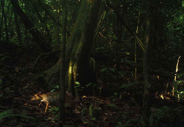 Một con hươu chuột nhỏ trong công viên quốc gia Batang Gadis, phía bắc Sumatra. Một nghiên cứu xác nhận có 29 loài trong công viên, trong đó, có 5 loài đang bị đe dọa là: hổ Sumatra, tê tê Sunda, chó hoang châu Á, báo vằn mây Sumatran và heo vòi Mã Lai. Ảnh: Camera Traps Batang Gadis national park / Bảo tồn Quốc tế
