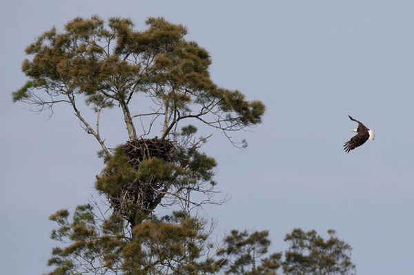 Một con đại bàng hói bay vòng quanh tổ ở phía nam hồ Okeechobee gần quận Palm Beach, Florida, Mỹ. Có 22 tổ đại bàng hoạt động trong khu vực này. Ảnh: Allen Eyestone / Alamy