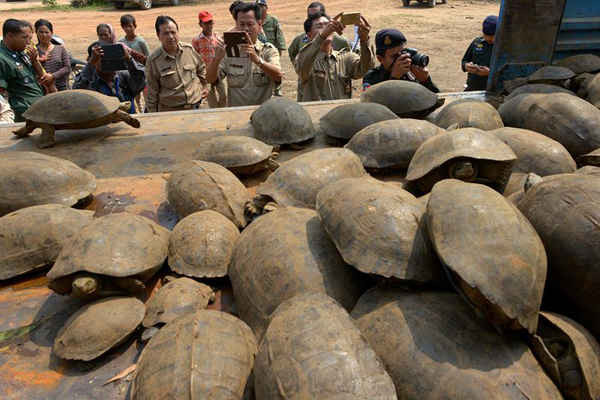 Các quan chức bảo vệ động vật hoang dã chụp ảnh rùa núi vàng được tịch thu từ những kẻ buôn lậu ở tỉnh Kandal, Campuchia. Ảnh: Tang Chhin Sothy / AFP / Getty Images