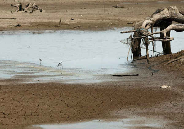Những chú chim uống nước trong hồ chứa Mae Chang khô cạn ở Lampang, Thái Lan. El Nino làm gia tăng thời tiết nóng nực trong khu vực, dẫn đến mực nước tại các hồ, sông, đập suy giảm nhanh chóng. Ảnh: Rungroj Yongrit / EPA