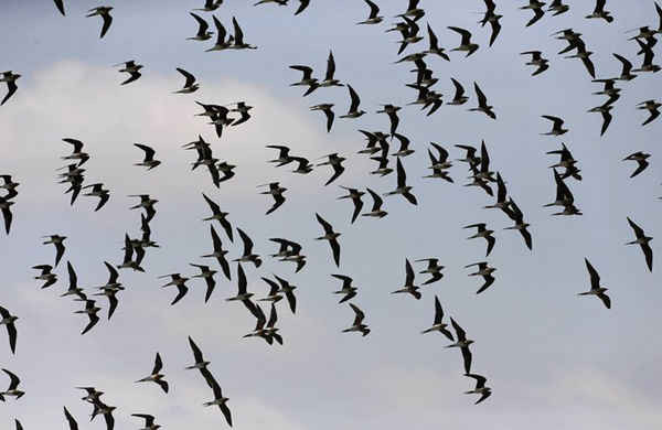 Đàn chim yến bay qua công viên quốc gia Amboseli, Kenya. Ảnh: Thomas Mukoya / Reuters