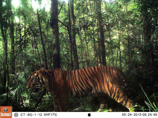 Con hổ Sumatra được chụp bằng “bẫy ảnh” trong công viên quốc gia Batang Gadis ở phía bắc đảo Sumatra, Indonesia. Ảnh: Camera Traps Batang Gadis National Park/Conservation Internation