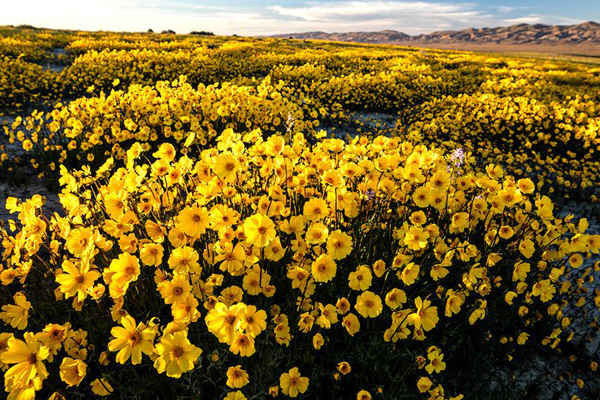 Hoa phòng phong vàng nở trong di tích quốc gia Carrizo Plains ở phía đông nam quận San Luis Obispo, California. Ảnh: BLM Photo / Alamy