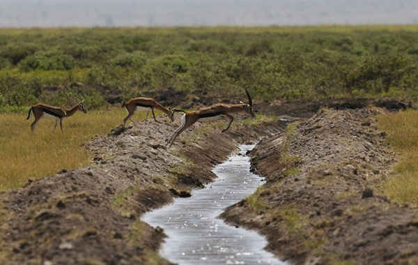 Một con linh dương Impala nhảy qua dòng suối trong công viên quốc gia Amboseli, Kenya. Ảnh: Thomas Mukoya / Reuters