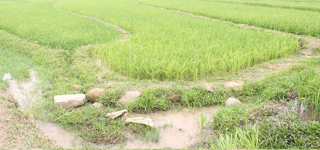 Những cánh đồng lúa sử dụng nước bị ô nhiễm liệu rằng sẽ gây ảnh hưởng ra sao tới sức khỏe người dân nơi đây?