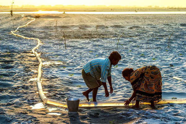 Một cặp vợ chồng tưới nước cho cây dưa hấu trên lòng sông Teesta ở Tây Bengal, Ấn Độ. Con sông đang dần khô cạn, do đó, cặp vợ chồng này đã phải lấy nước bằng cách bơm nước sông qua ống dài mềm. Ảnh: Uttam Kamati