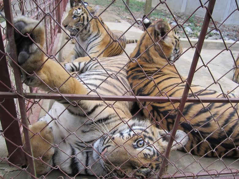 ENV  bức xúc việc đối tượng buôn bán hổ trái phép được cấp phép nuôi hổ bảo tồn. Ảnh do ENV cung cấp