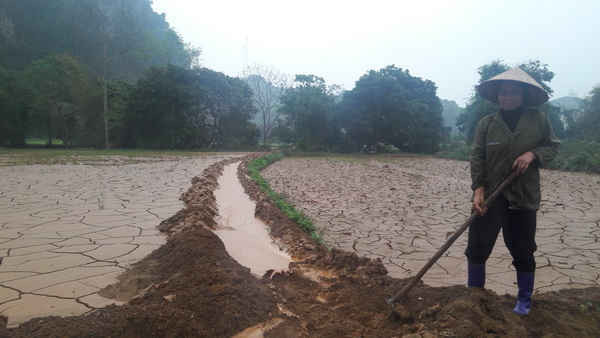 Nhiều khu ruộng của dân bị nước thải tràn vào