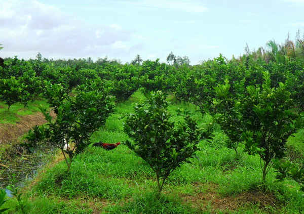 Nếu không có giải pháp xử lý khí thải từ các lò hầm than củi thì hàng trăm hecta cam sành của người dân xã Phú Tân, Phú Hữu bị ảnh hưởng đến năng xuất, chất lượng… 