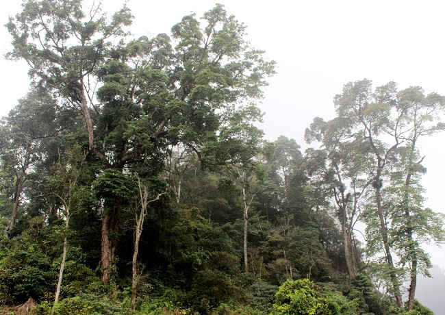 Khu rừng có quần thể gỗ nghiến hàng trăm năm tuổi tại thôn Sín Chải, xã Nậm Chảy.