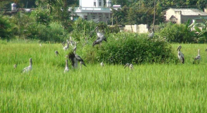 Cò nhạn tại cánh đồng thuộc địa phận xã Thanh Luông, huyện Điện Biên