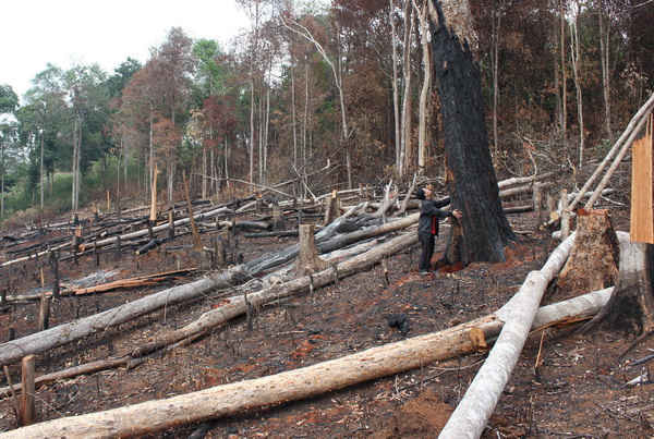 Nhiều diện tích rừng tại huyện Đắk G’long (Đắk Nông) bị chặt phá, lấn chiếm